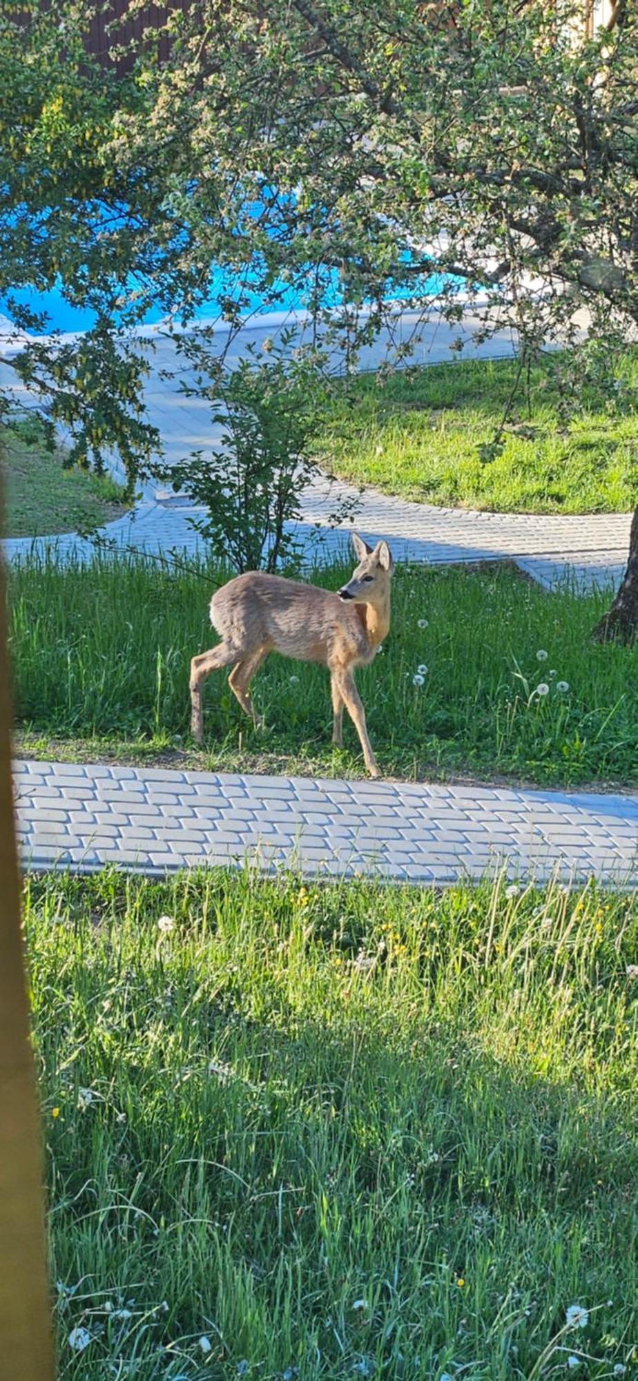 Vila Barvy Karpat Slavske Exteriér fotografie